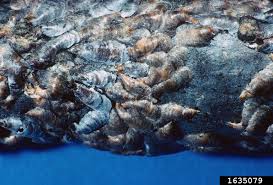 Attēlu rezultāti vaicājumam “Lepidosaphes ulmi imago”