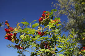 Attēlu rezultāti vaicājumam “Viburnum opulus fruit”
