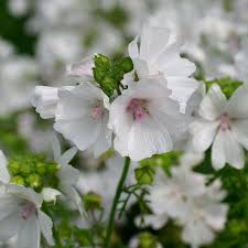 Image result for Malva moschata alba