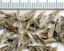 Attēlu rezultāti vaicājumam “Bromus hordeaceus subsp. hordaceus fruit”