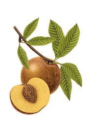 Attēlu rezultāti vaicājumam “Allium ursinum fruit”