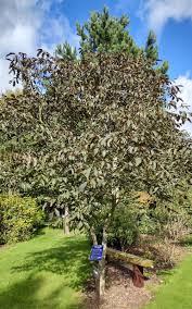 Attēlu rezultāti vaicājumam “Juglans regia”