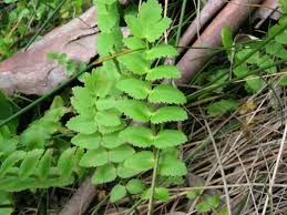 Attēlu rezultāti vaicājumam “Berula erecta leaf”