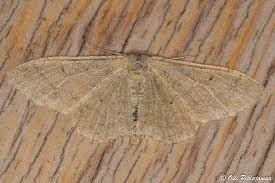 Attēlu rezultāti vaicājumam “Idaea straminata”