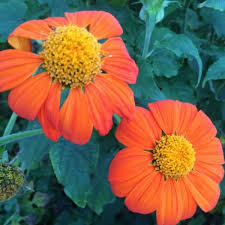 Image result for Tithonia rotundifolia