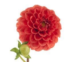 Image result for Scabiosa canescens