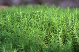 Attēlu rezultāti vaicājumam “Polytrichum formosum”