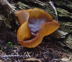 Attēlu rezultāti vaicājumam “Peziza repanda”