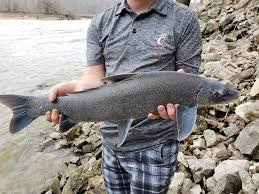 Image result for Cycleptus elongatus