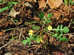 Attēlu rezultāti vaicājumam “Diplotaxis muralis”