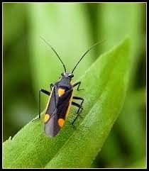 Attēlu rezultāti vaicājumam “Capsodes gothicus”