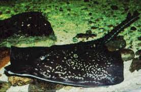 Image result for Dipturus batis