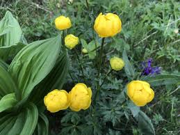 Attēlu rezultāti vaicājumam “Trollius europaeus flower”