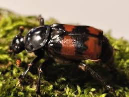 Attēlu rezultāti vaicājumam “Nicrophorus investigator imago”