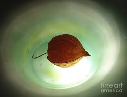 Image result for Lampionblume