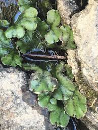 Attēlu rezultāti vaicājumam “Marchantiopsida”