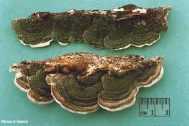 Attēlu rezultāti vaicājumam “Cerrena unicolor”