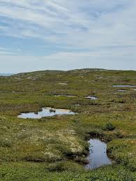 Attēlu rezultāti vaicājumam “Sphagnum balticum”