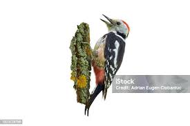 Attēlu rezultāti vaicājumam “Dendrocopos medius adult”