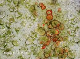 Attēlu rezultāti vaicājumam “Lecanora albella”