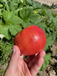 Afbeeldingsresultaat voor northern lights tomato