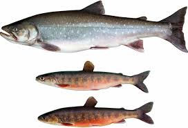 Image result for Salvelinus alpinus
