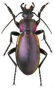 Attēlu rezultāti vaicājumam “Carabus violaceus”