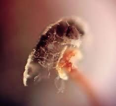 Attēlu rezultāti vaicājumam “Didymium megalosporum macro”