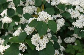 Attēlu rezultāti vaicājumam “Cotoneaster multiflorus leaf”