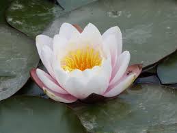 Attēlu rezultāti vaicājumam “Nymphaeaceae”