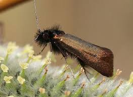 Attēlu rezultāti vaicājumam “Adela cuprella”