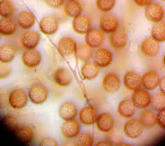 Attēlu rezultāti vaicājumam “Didymium serpula”