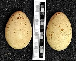 Attēlu rezultāti vaicājumam “Tetrastes bonasia eggs”
