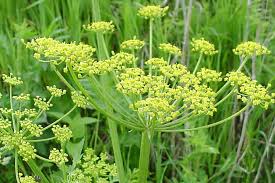 Image result for Pastinaca sativa
