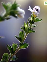 Image result for Euphrasia stricta