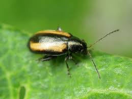 Attēlu rezultāti vaicājumam “Phyllotreta sp.”