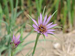 Attēlu rezultāti vaicājumam “Tragopogon heterospermus”