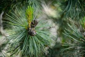 Attēlu rezultāti vaicājumam “Pinus pumila”