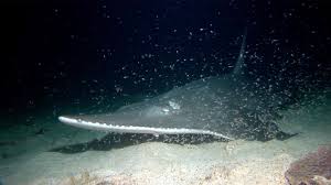 Image result for Rhynchobatus djiddensis