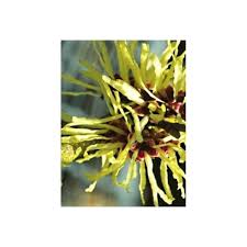 Attēlu rezultāti vaicājumam “Hamamelis”