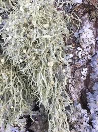 Attēlu rezultāti vaicājumam “Ramalina calicaris”