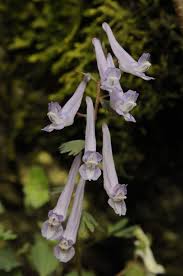 Attēlu rezultāti vaicājumam “Corydalis solida leaf”