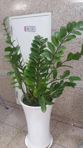 Image result for zamiokulkas