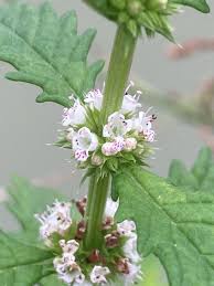 Attēlu rezultāti vaicājumam “Lycopus europaeus flower”