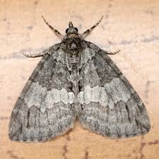 Attēlu rezultāti vaicājumam “Hydriomena impluviata”