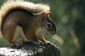 Attēlu rezultāti vaicājumam “Rodentia”