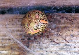 Attēlu rezultāti vaicājumam “Araneus marmoreus”