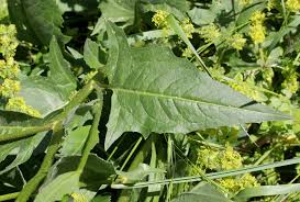 Attēlu rezultāti vaicājumam “Bunias orientalis flower”