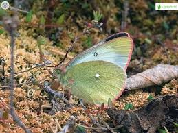 Attēlu rezultāti vaicājumam “Colias palaeno upperside”