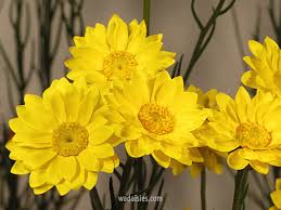 Image result for Helichrysum subulifolium